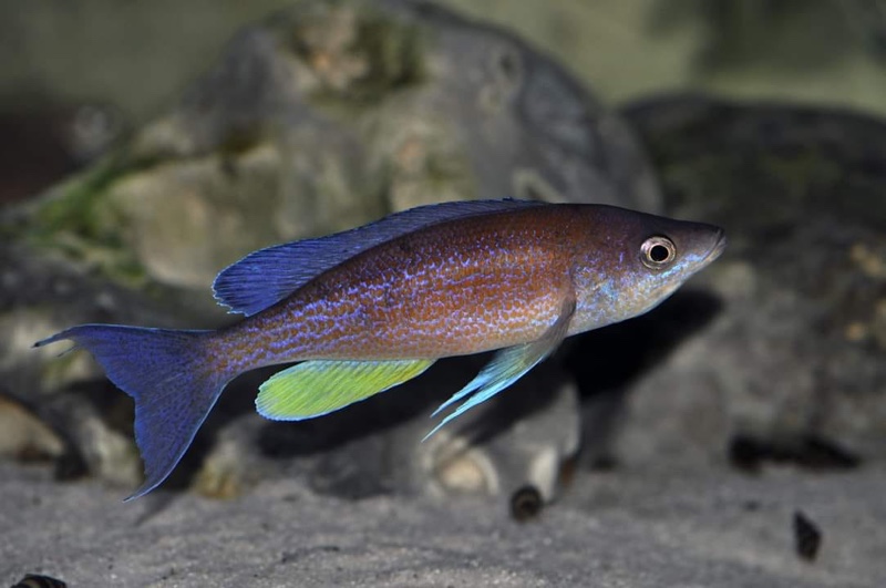 Cyprichromis pavo 'Cape Nangu'